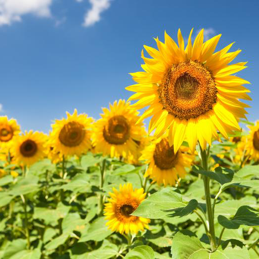 Sunflowers
